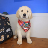 Roscoe Golden Retriever 02