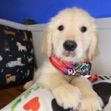 Roscoe Golden Retriever 03