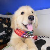 Roscoe Golden Retriever 04