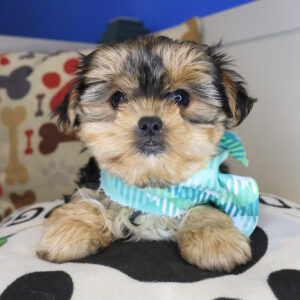 Roxi Shorkie 01 Roxi Shorkie 01