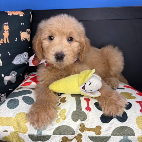 Ruckus Goldendoodle 01