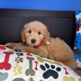 Ruckus Goldendoodle 02