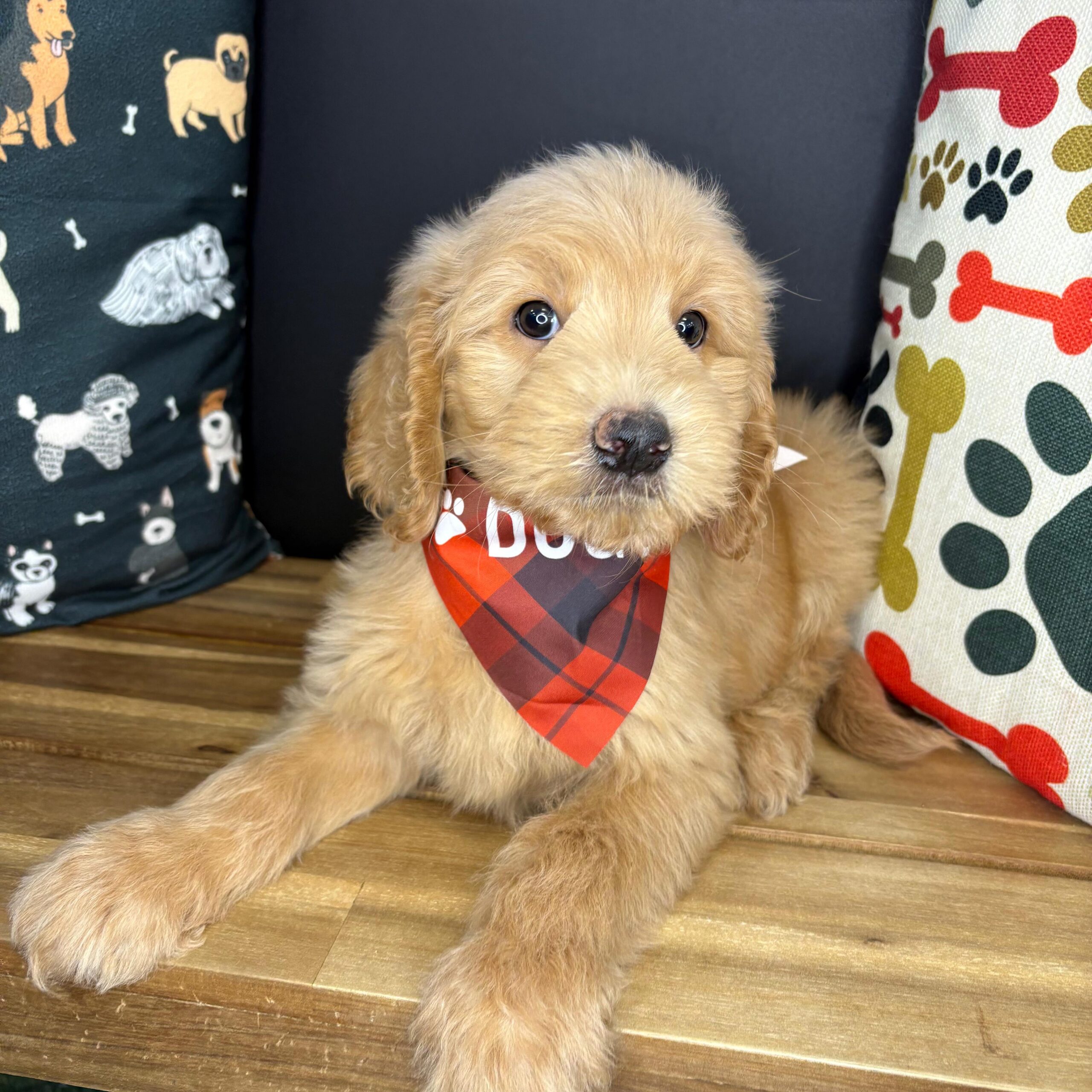 Ruckus Goldendoodle 03