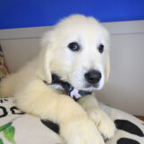 Salinger Golden Retriever 03