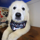 Salinger Golden Retriever 04