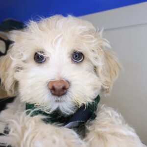 Salinger Maltipoo 01 Salinger Maltipoo 01