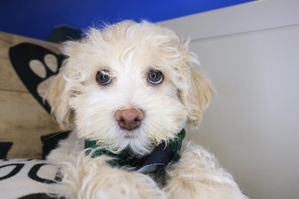 Salinger Maltipoo 01