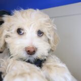 Salinger Maltipoo 03
