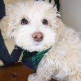 Salinger Maltipoo 04