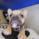 Sandy French Bulldog 01