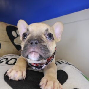 Sandy French Bulldog 01 Sandy French Bulldog 01