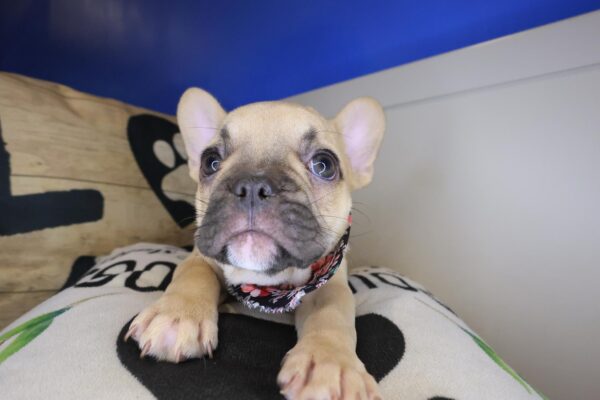 Sandy French Bulldog 01