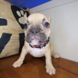 Sandy French Bulldog 02