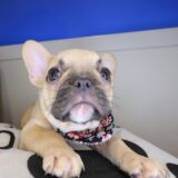 Sandy French Bulldog 03