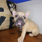 Sandy French Bulldog 04