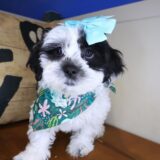 Savvy Teddy Bear 04