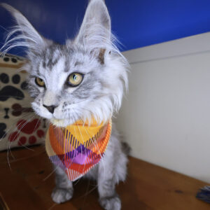 Scout Maine coon 01 Scout Maine coon 01