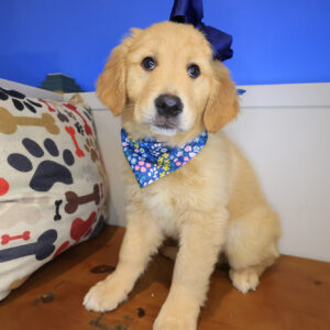 Serafina Golden Retriever 01 Serafina Golden Retriever 01