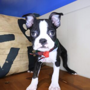 Shabs Boston Terrier 01