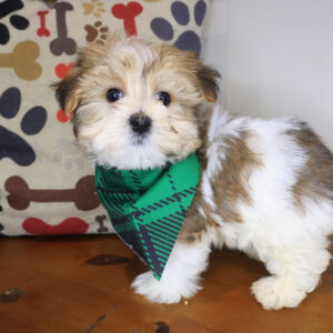 Shaggy Morkie 01 Shaggy Morkie 01