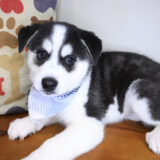 Shiro Alaskan Klee Kai 01