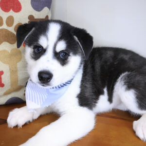 Shiro Alaskan Klee Kai 01