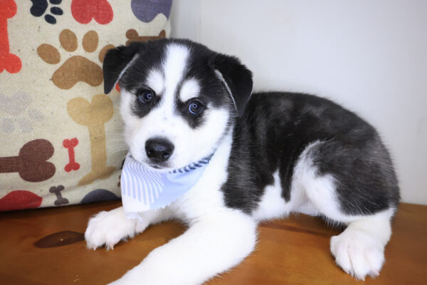 Shiro Alaskan Klee Kai 01