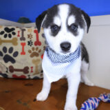 Shiro Alaskan Klee Kai 02