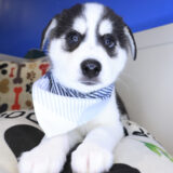 Shiro Alaskan Klee Kai 04