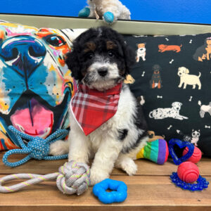 Simba Aussiedoodle 01 Simba Aussiedoodle 01