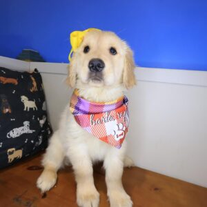 Sizzle Golden Retriever 01 Sizzle Golden Retriever 01