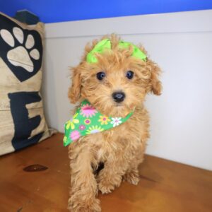 Sky Poodle 01 Sky Poodle 01