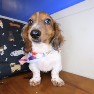 Smokey Dachshund 01 Smokey Dachshund 01