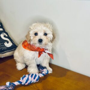 Spikel Maltipoo 01