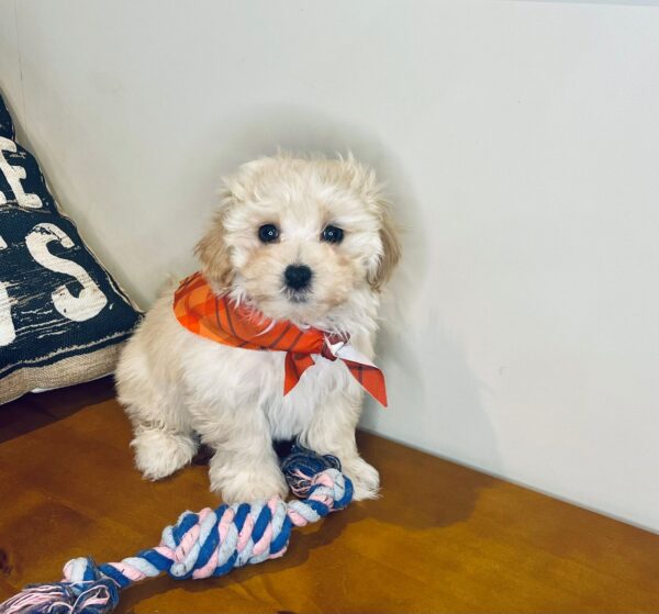 Spikel Maltipoo 01