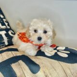 Spikel Maltipoo 02