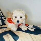 Spikel Maltipoo 03