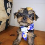 Spooky Yorkshire Terrier 01