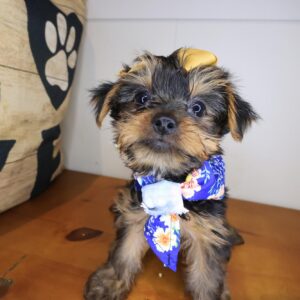 Spooky Yorkshire Terrier 01 Spooky Yorkshire Terrier 01