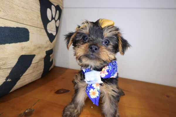 Spooky Yorkshire Terrier 01