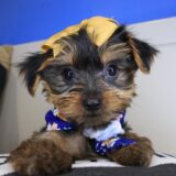 Spooky Yorkshire Terrier 03