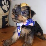 Spooky Yorkshire Terrier 04