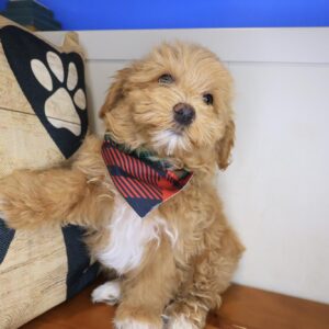 Spot Maltipoo 01 Spot Maltipoo 01