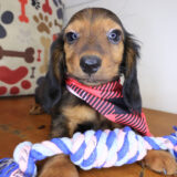 Spring Dachshund 01