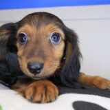 Spring Dachshund 02