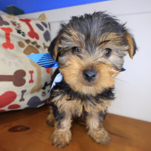 Spritz Yorkshire Terrier 01 Spritz Yorkshire Terrier 01