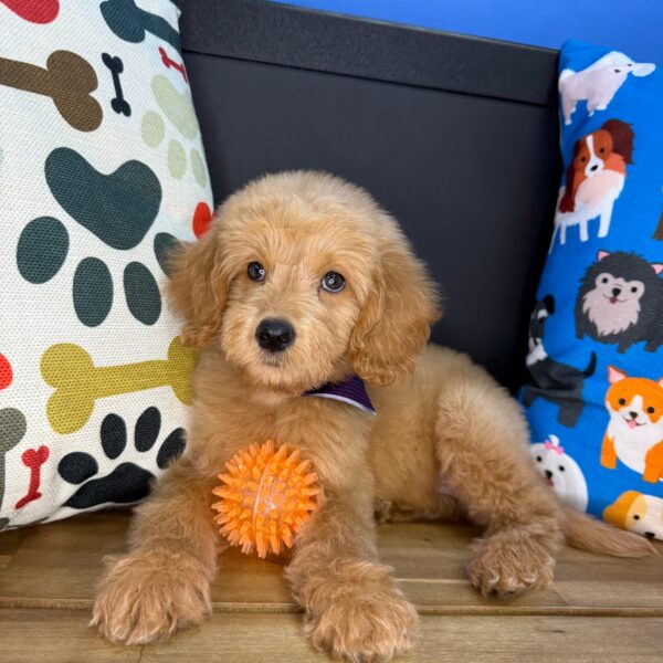 Stevie Goldendoodle 01