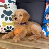 Stevie Goldendoodle 02