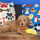 Stevie Goldendoodle 04