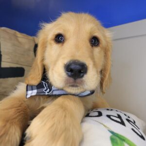 Taco Golden Retriever 01 Taco Golden Retriever 01